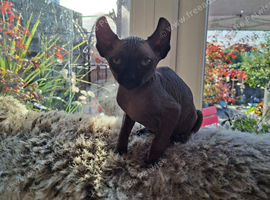 READY NOW Stunning Sphynks kittens,