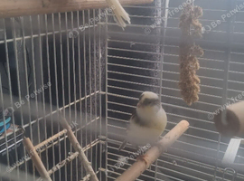2 birds and cage
