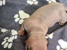 Dachshund puppy