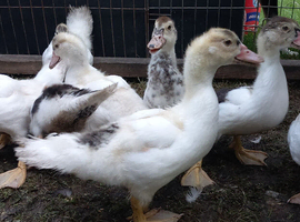 Muscovy ducklings