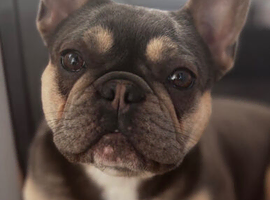 French bull dog girl