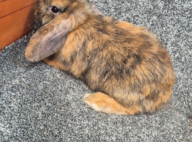 Mini Lops