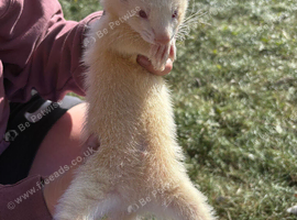Half micro albino hob ferret for sale