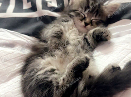 Female kitten table mainecone 11 weeks