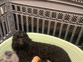 Beautiful F3 Cockapoo Puppies
