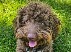 Gorgeous coco brown miniature poodle puppy 8 months old