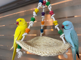 Indian ringneck parrots