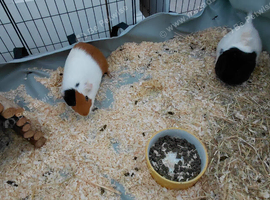 Bonded pair of 8 month old boars & 4x2 C&C cage