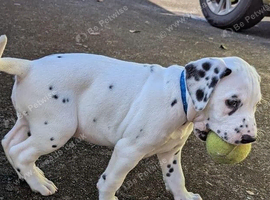 healthy male Dalmatian puppies