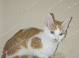 15 week old ginger and white spotted bengal kitten