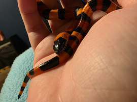 1 year old milk snake