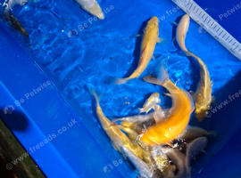 Koi