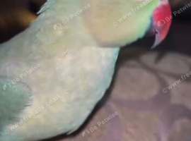 2 year old female Indian Ringneck