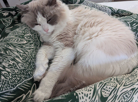 Pure ragdoll cats