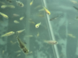 KOI fry 4 weeks old 10 for &pound;10