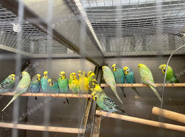 Budgies looking for new homes