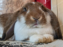 Pure bred French lop giant boy 16 weeks old