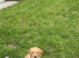 10 week old Labrador retriever