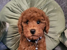 Miniature Poodle Puppies &ndash; Ready to Leave.