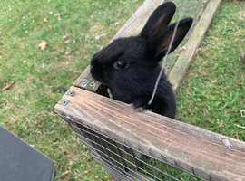 Young rabbits