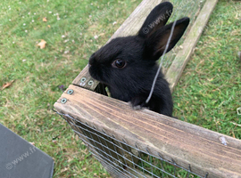 Boy bunny for sale