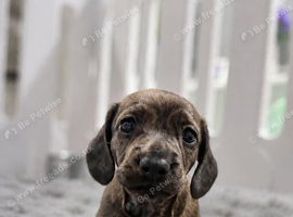 Stunning Red Brindle Dachshunds (mini)