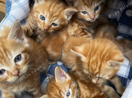 Beautiful fluffy ginger kittens