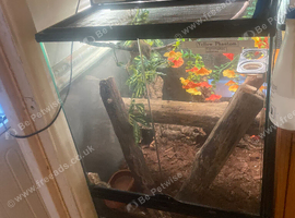 STUNNING CRESTED GECKO PAIR + BABIES + COMPLETE LIVING SETUP  EVERYTHING YOU NEED!!!