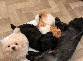 Pekanese x shihtzu - 2 available