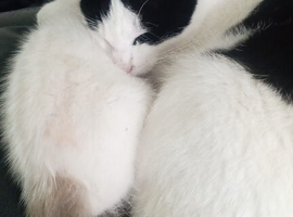 Kittens for sale
