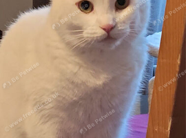 Cat for rehome