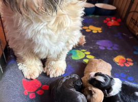 Shihpoo puppies from a galaxy faraway