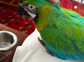 Rare stunning Hybrid milligold macaw in London