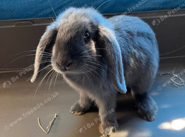 Mini lop boy blue