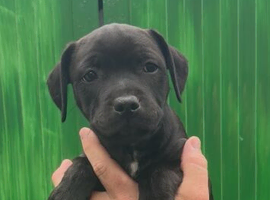 Staffordshire bull terrier