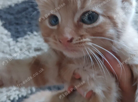 Stunning kittens ready now