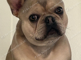 Well behaved french bulldog looking for a forever loving home