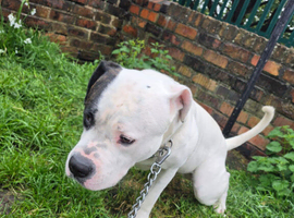 Boxer cross staffie