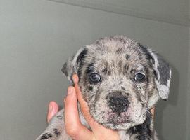 Cane corso x catahoula x massiff