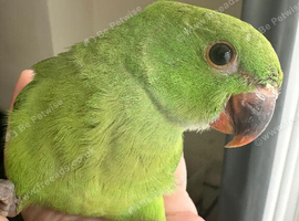 Baby handreared indian ringneck parrot