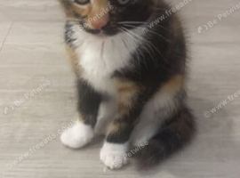 Gorgeous female kitten 13 weeks old
