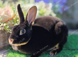 Mini rex Doe's looking for new homes.