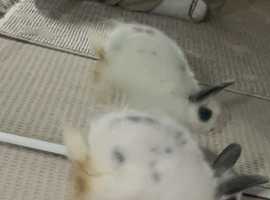 Jersey wooly bunny