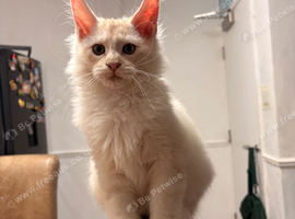 MEET YOUR FUTURE MAINE COON COMPANION
