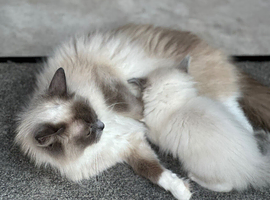 Raggy fluff balls need new scratch pad