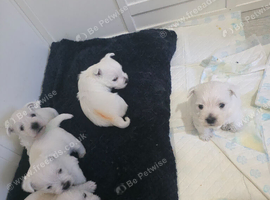 Cute west highland terrier puppies