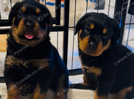 3 gorgeous full pedigree Rottweiler boys left