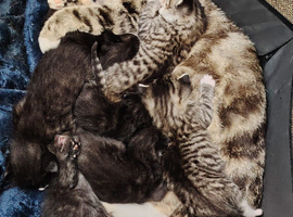 9 week old kittens