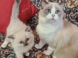 Adorable ragdoll kitten for sale