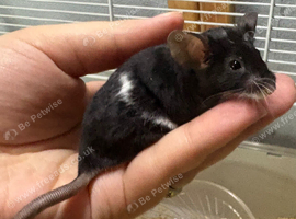 Friendly black & white male with complete set up